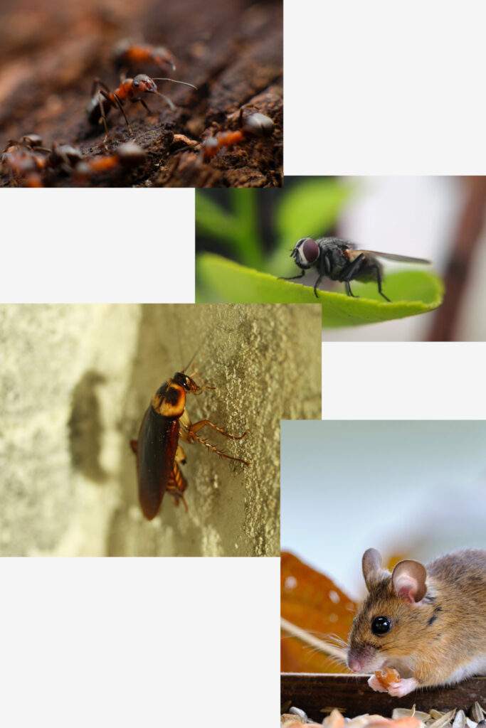 Kemirgen ve Haşere İlaçlama