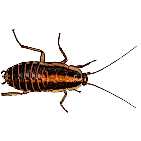 Alman Hamam Böceği