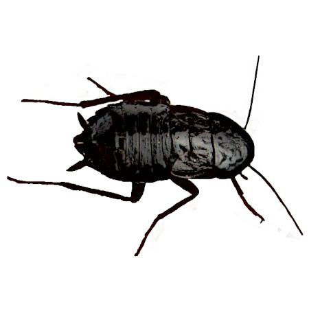 Doğu (Oryantal) Hamam Böceği