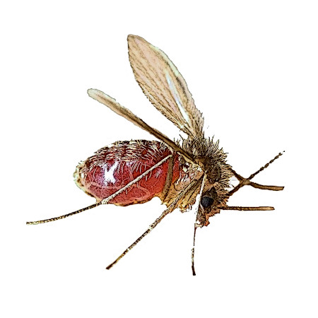 Tatarcık (Yakarca / Kum Sineği)