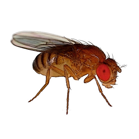 Meyve (Sirke) Sineği