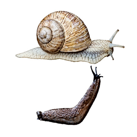 Salyangoz ve Sümüklü Böcek